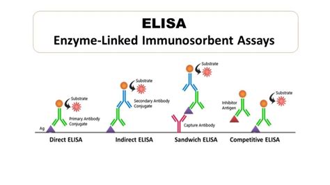 what are elisa assays